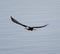 Bald eagle gliding at seaside