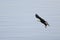 Bald eagle gliding at seaside