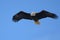 Bald eagle gliding at seaside