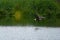 Bald eagle gliding at seaside