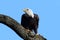 Bald Eagle (haliaeetus leucocephalus)