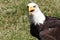 Bald Eagle ( Haliaeetus leucocephalus )