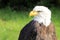 Bald Eagle / Haliaeetus leucocephalus