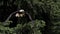 Bald Eagle, haliaeetus leucocephalus, Adult in Flight, Taking off from Branch,