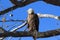 Bald Eagle, Haliaeetus leucocephalus Bosque del Apache National Wildlife Refuge New Mexico