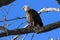 Bald Eagle, Haliaeetus leucocephalus Bosque del Apache National Wildlife Refuge New Mexico