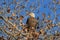 Bald Eagle, Haliaeetus leucocephalus Bosque del Apache National Wildlife Refuge New Mexico