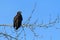 Bald Eagle Haliaeetus leucocephalus in British Columbia, Canad