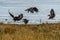 Bald Eagle Haliaeetus leucocephalus in British Columbia, Canad