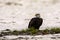 Bald Eagle (Haliaeetus leucocephalus) in British Columbia, Canad