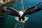 Bald Eagle Haliaeetus leucocephalus flying over the sea, Take flight with a birdseye view shot offering, AI Generated