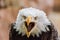 Bald eagle Haliaeetus leucocephalus head portrait