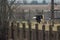 A Bald Eagle Haliaeetus leucocephalus landing on a wooden fenc