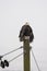 Bald Eagle Haliaeetus leucocephalus perched on a hydro pole sp