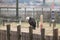 A Bald Eagle Haliaeetus leucocephalus perched on a wooden fenc