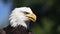 Bald Eagle, haliaeetus leucocephalus, Portrait of Adult Calling and looking around,