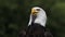 Bald Eagle, haliaeetus leucocephalus, Portrait of Adult looking around,