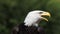 Bald Eagle, haliaeetus leucocephalus, Portrait of Adult looking around, Calling and Taking off,