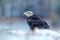 Bald Eagle, Haliaeetus leucocephalus, portrait of brown bird of prey with white head, yellow bill. Winter scene with snow