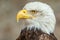 Bald Eagle (Haliaeetus leucocephalus). Portrait captive in a animal park