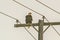 Bald Eagle Haliaeetus leucocephalus} on a Power Pole