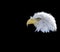 Bald eagle Haliaeetus leucocephalus side