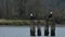 Bald Eagle Haliaeetus leucocephalus sitting on a tree and having some rest before the next hunting for salmon in Fraser Valley,