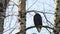 Bald Eagle Haliaeetus leucocephalus sitting on a tree and having some rest before the next hunting for salmon in Fraser Valley,