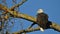 Bald Eagle Haliaeetus leucocephalus sitting on a tree and having some rest before the next hunting for salmon in Fraser Valley,