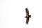 Bald eagle (Haliaeetus leuocephalus) young, flying on a white background with copy space