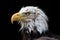 Bald eagle head. American national bird powerful close-up portrait image