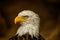 Bald eagle, head close up, beautiful yellow beak, proud look