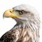 Bald Eagle Head: Digitally Enhanced National Geographic Style Photo