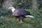 Bald Eagle with his Feathers Ruffled