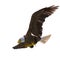 Bald eagle hunting down on white background bottom view