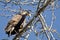 Bald Eagle Hunting While Perched in a Tree