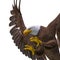 Bald eagle hunting on white background side view close up