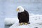 Bald Eagle on Ice, Alaska