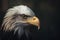 a bald eagle with an intense look on its face and head