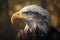 a bald eagle with an intense look on its face and head