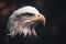 a bald eagle with an intense look on its face and head