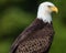 Bald Eagle with intense stare