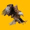 Bald Eagle isolated on yellow