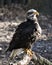 Bald Eagle juvenile photo. Image. Portrait. Picture. Juvenile bird. Bokeh background. Looking sideways