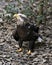 Bald Eagle juvenile photo. Image. Portrait. Picture. Juvenile bird. Bokeh background. Looking sideways. Brown leaves on ground