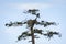 Bald Eagle Keeping Watch on the Nest.