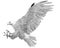 Bald eagle landing attack hand draw sketch black line on white background
