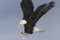 Bald Eagle landing, Homer Alaska