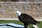 The bald eagle is a large bird of prey from the family of Accipitridae.