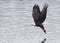 A bald eagle lifts off after the catch.